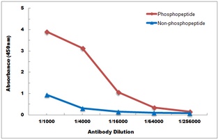 PINK1 (phospho-S228) antibody