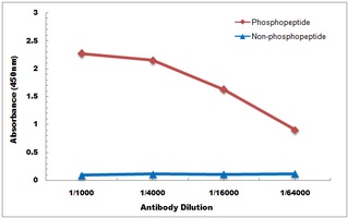 PRKCD (phospho-S664) antibody