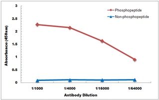 PKC delta (Phospho-S664) Antibody