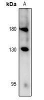 RET (Phospho-Y981) Antibody