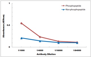 LRP1 (phospho-S4520) antibody