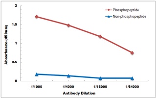 VIM (phospho-S39) antibody