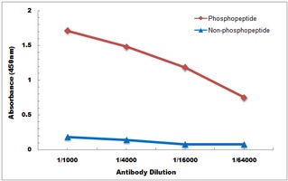 Anti-Vimentin (Phospho-S39) Antibody