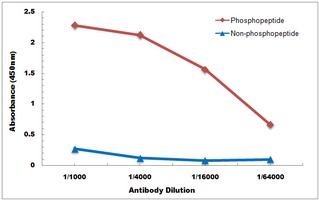 BIK (phospho-S35) antibody