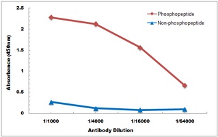 Anti-BIK (Phospho-S35) Antibody