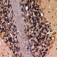 Anti-Claudin 4 (Phospho-Y208) Antibody
