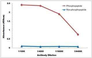 Anti-Claudin 4 (Phospho-Y208) Antibody