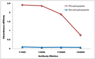 CLDN4 (phospho-Y208) antibody