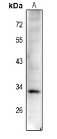 Cyclin D1 (Phospho-T288) Antibody