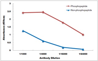 RCAN1 (phospho-S108) antibody