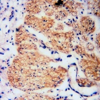 Anti-RGS19 (Phospho-S151) Antibody
