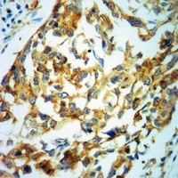 Anti-MBP (Phospho-T232) Antibody