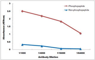 Anti-MBP (Phospho-T232) Antibody