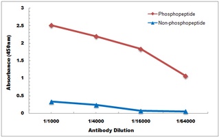 MBP (phospho-T232) antibody