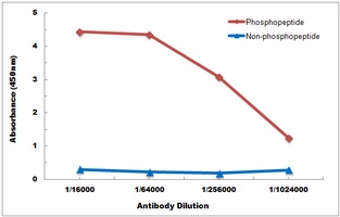 PTPN1 (phospho-Y66) antibody