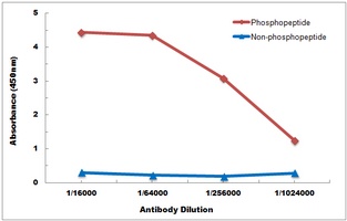 Anti-PTP1B (Phospho-Y66) Antibody