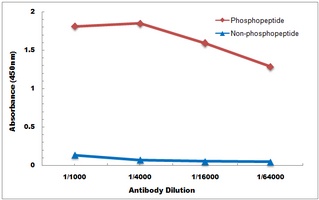 PRKCG (phospho-T514) antibody