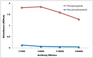 Anti-PKC gamma (Phospho-T514) Antibody