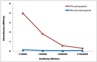 PKN1 (phospho-T774/816) antibody