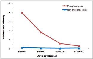Anti-PKN1/2 (Phospho-T774/816) Antibody