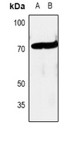 c-RAF Antibody