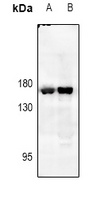 EGFR Antibody