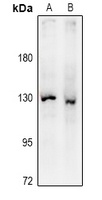 eNOS Rabbit Polyclonal Antibody