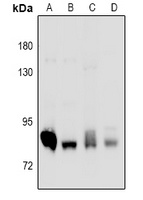 PKC delta Antibody
