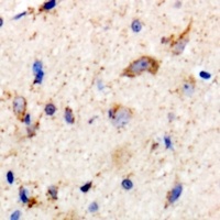 LRP1 antibody