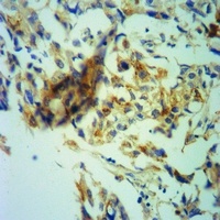 MBP antibody