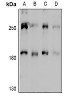 MYO10 Antibody
