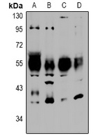 NTR2 Antibody