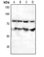 SF1 Antibody