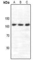 Semaphorin 4C Rabbit Polyclonal Antibody
