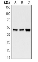 GSK3 beta Rabbit Polyclonal Antibody