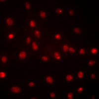 DDX39B Antibody