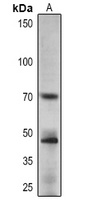 APRR1 Antibody