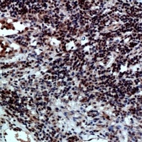 CD47 antibody