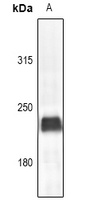 Myosin 6 Antibody
