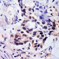 BMAL1 (AcK538) antibody
