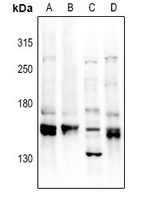 YEATS2 Antibody