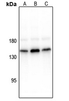 CD117 (Phospho-Y936) Antibody