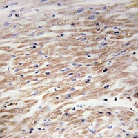 CD117 (pY936) antibody
