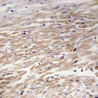 CD117 (Phospho-Y936) Antibody