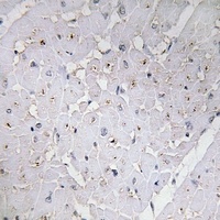 MYOD1 (Phospho-S200) Antibody