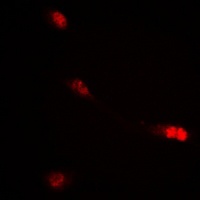 Anti-c-RAF (Phospho-S621) Antibody