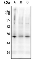 Caspase 9 (Phospho-S144) Antibody
