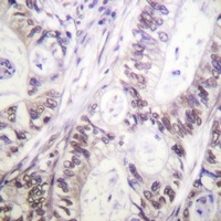Caspase 9 (Phospho-S144) Antibody