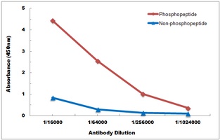 Anti-CD130 (Phospho-S782) Antibody
