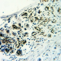 CD50 (pS518) antibody
